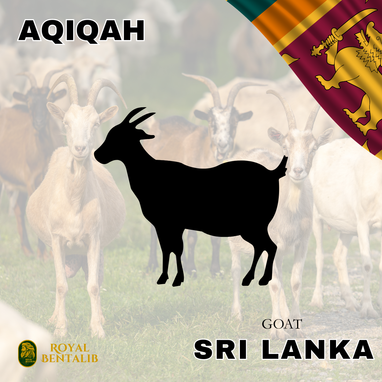 Aqiqah | Sri Lanka