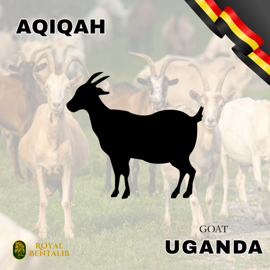 Aqiqah | Uganda